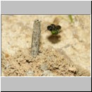 Lindenius albilabris - Grabwespe w06a 6-7mm - mit Wanze-Lygocoris beim Nesteintrag - OS-Hasbergen Lehmsandhuegel.jpg
